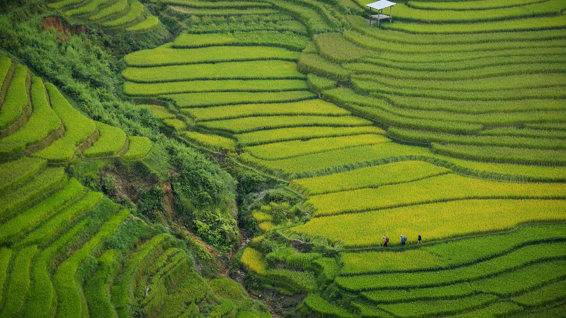 Green and gold terraced rice paddies stacked down a steep hillside near Khau Pha Pass in the northern mountains, with three tiny figures walking a path between fields