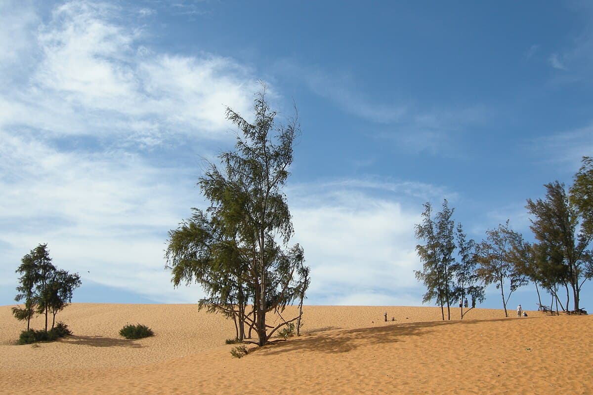 Red sand dunes at Mui Ne under blue sky with desert shrubs