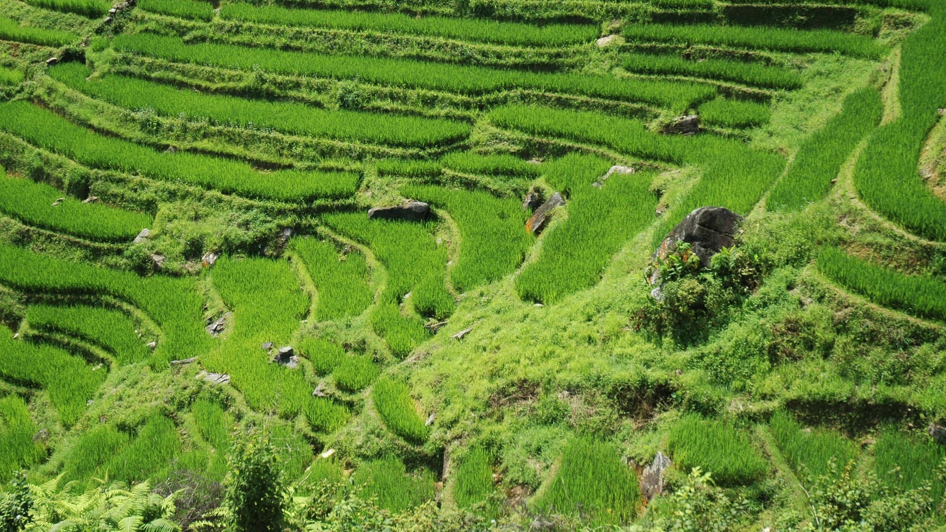 Bright green terraced rice paddies stepping down a steep hillside near Sapa in northern Vietnam, with scattered boulders and narrow earth footpaths dividing the terraces