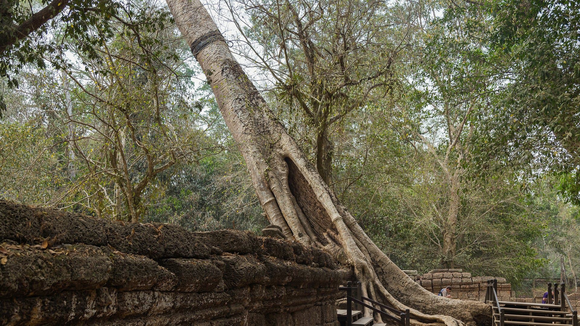 The roots of a giant tree gripping the collapsed stone walls of Ta Prohm temple at Angkor, in green forest light