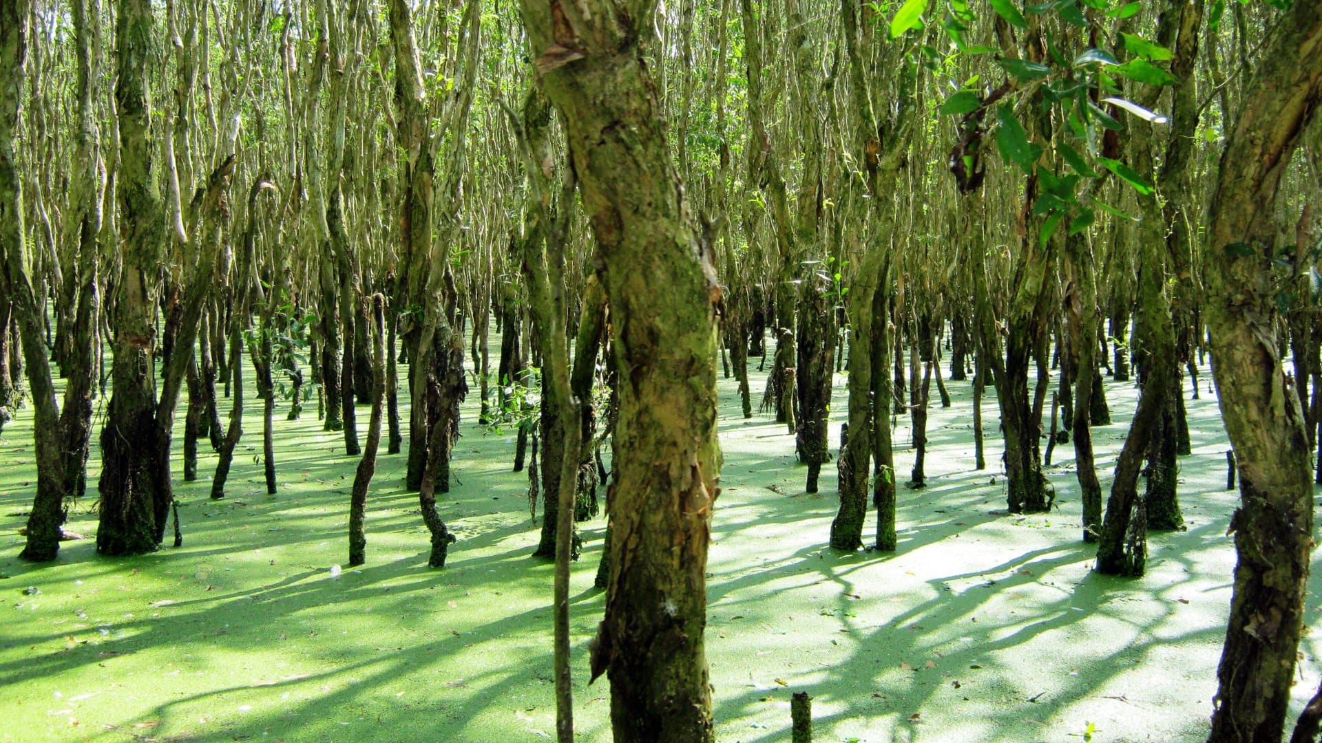 Sunlight dapples a bright green carpet of duckweed covering the water between the pale, twisting trunks of melaleuca trees in Tra Su forest.