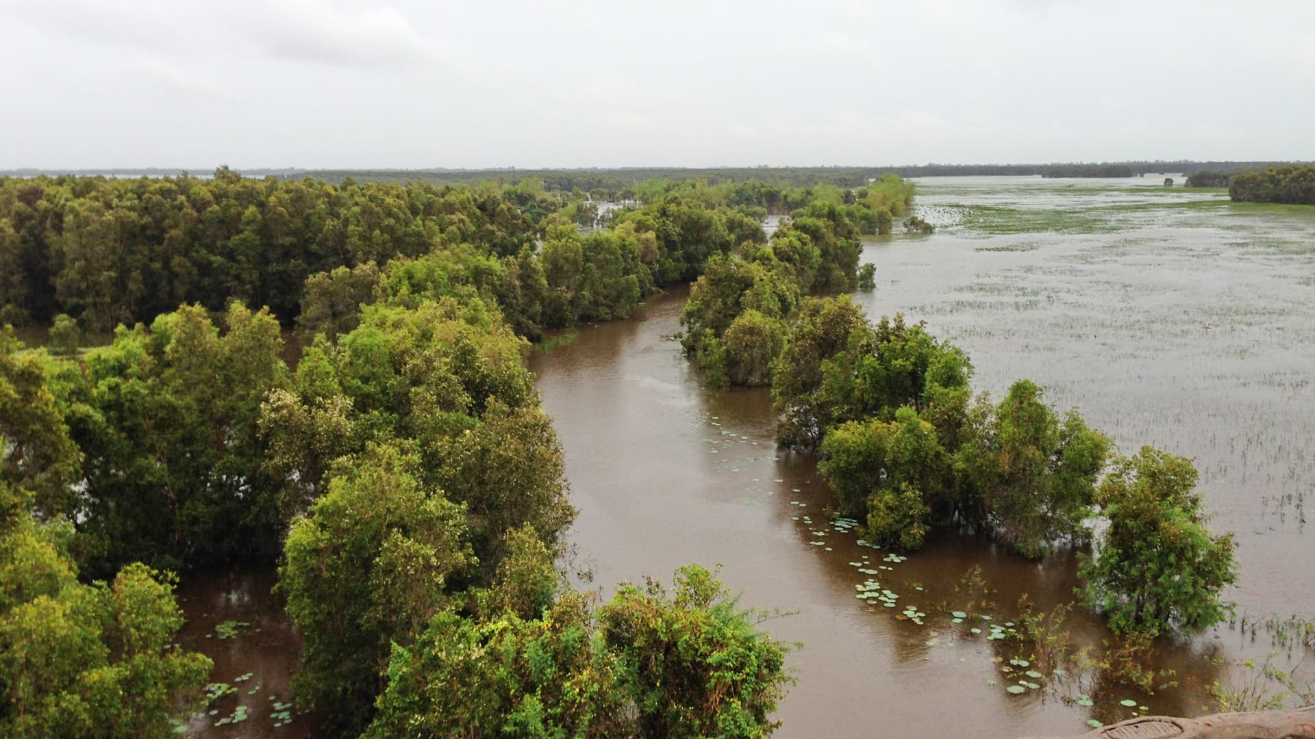 Brown floodwater fills the channels between clumps of green melaleuca trees at Tram Chim, with lily pads on the surface and a flooded plain stretching to the horizon under an overcast sky.