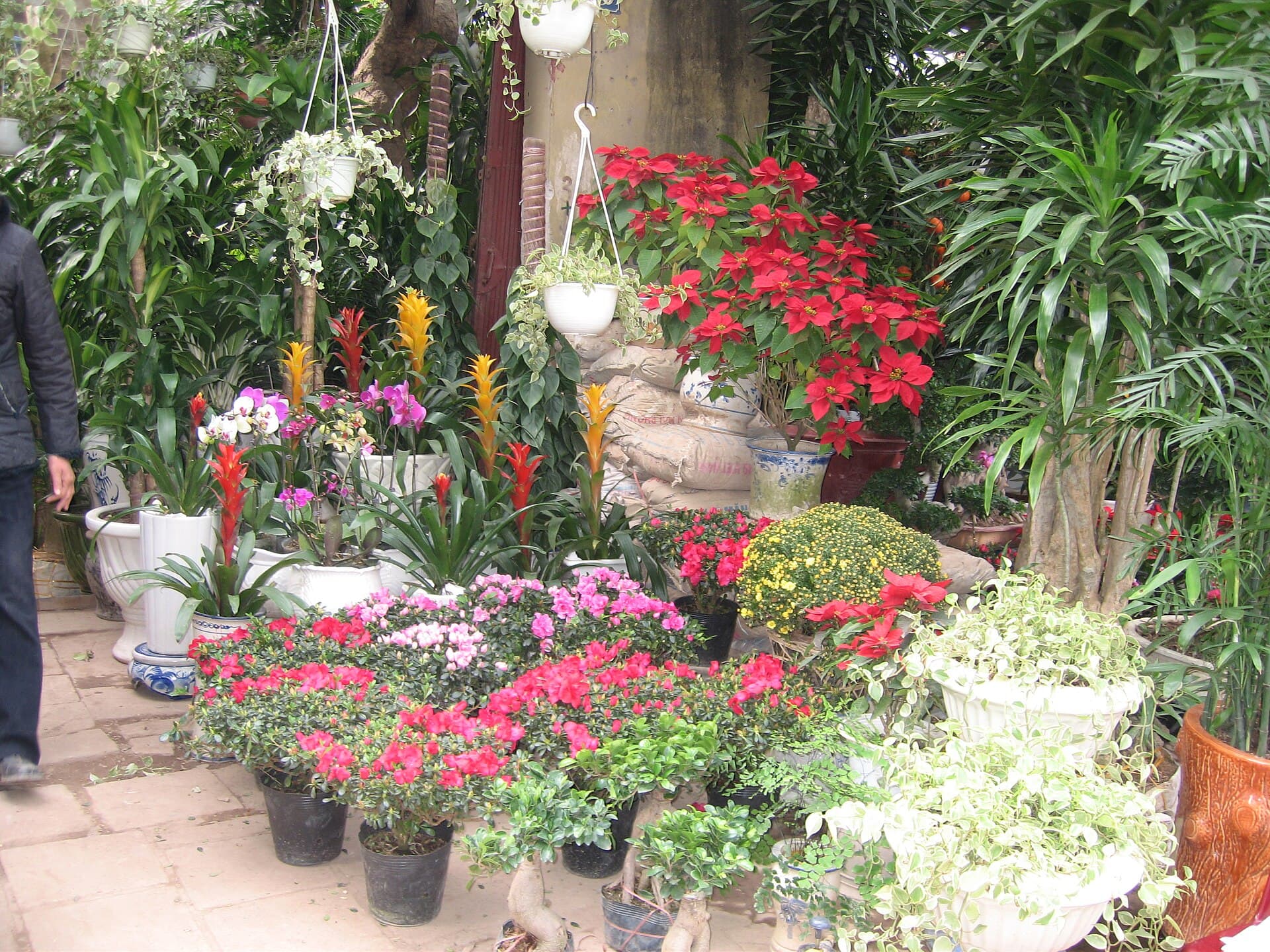 A Tet flower market in Hanoi with red poinsettias, marigolds, and ornamental pots — the seasonal peak that drives Vietnamese accommodation and transport pricing for late January and early February