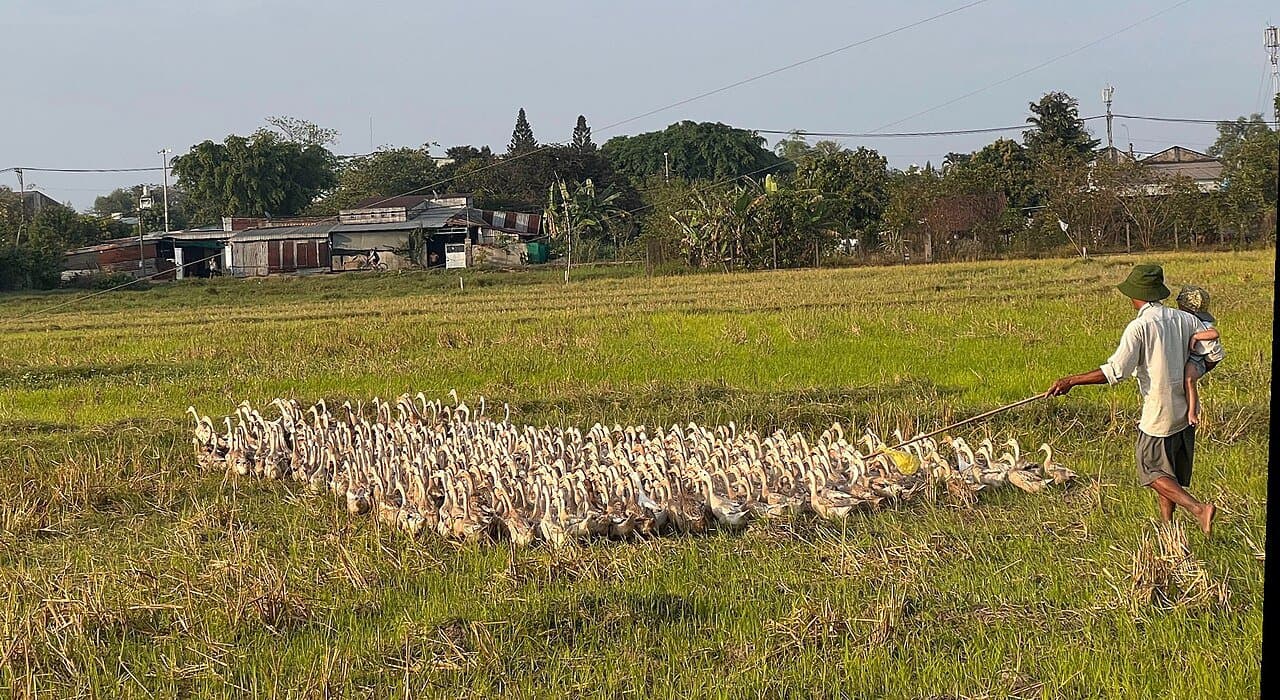 A farmer herding ducks across a harvested rice paddy — the dry-season landscape across most of Vietnam