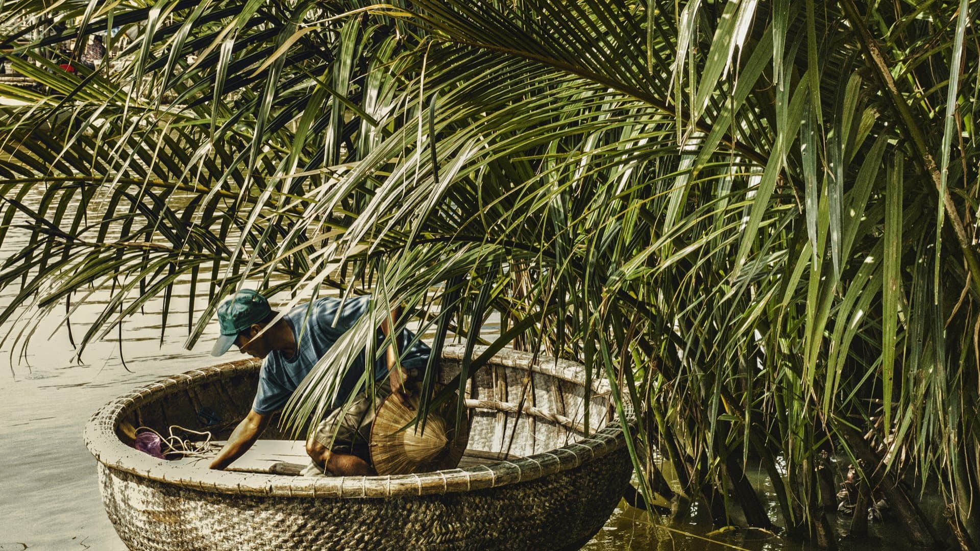 A man in a green cap leans into a round woven basket boat moored under the fronds of water coconut palms at Cam Thanh near Hoi An.