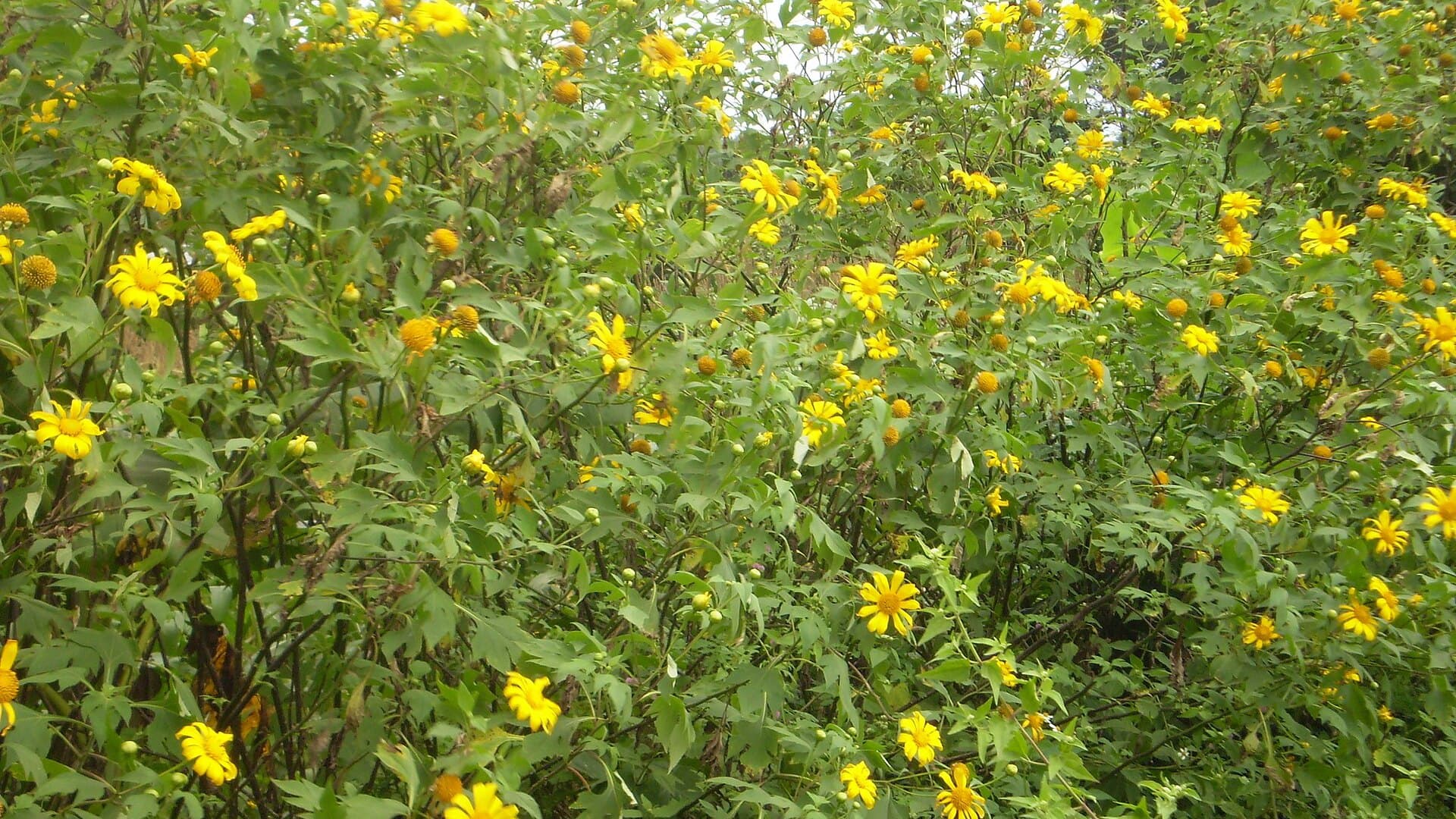 A dense roadside hedge of wild sunflowers (dã quỳ) in full yellow bloom, the two-to-three-metre shrub that lines the roads around Da Lat in November