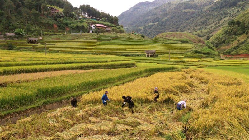 Stepped golden rice terraces in northern Vietnam — the climate to pack for in the highlands