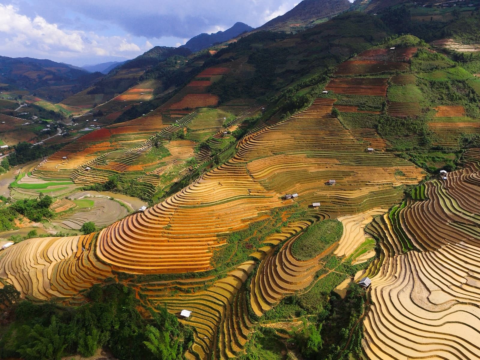 Terraced rice fields at Che Cu Nha in Mu Cang Chai seen from the air at harvest, the paddies running from ripe amber through cut stubble to green, with forested mountains behind