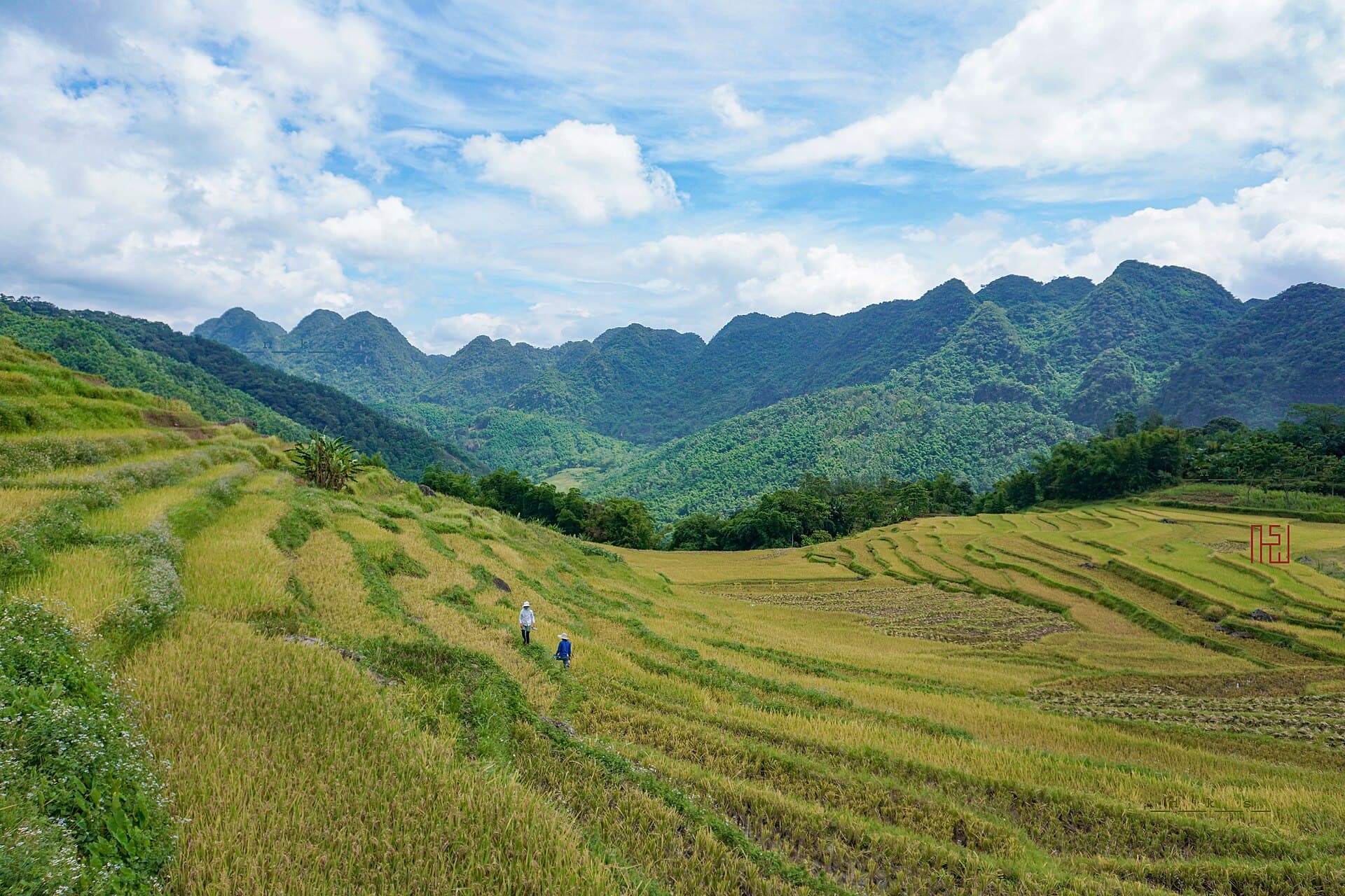 Pu Luong rice terraces in golden harvest with two local Thai farmers walking the paddies and limestone karst peaks behind — the community-based tourism landscape that anchors Vietnam's sustainable-tourism push