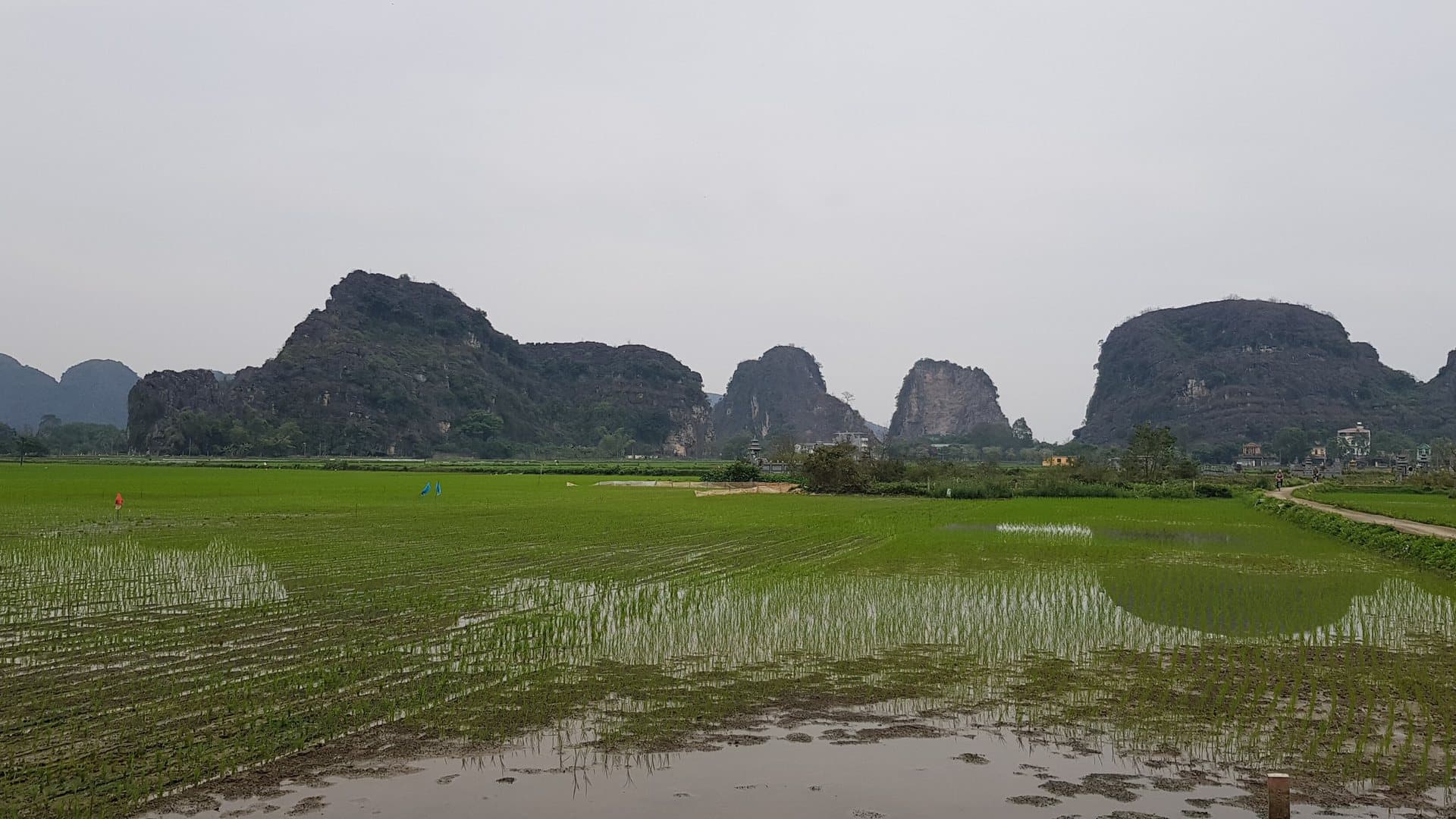 Young green rice paddies stretching toward a line of limestone karst peaks at Tam Coc, Ninh Binh, the valley most visitors choose as their base